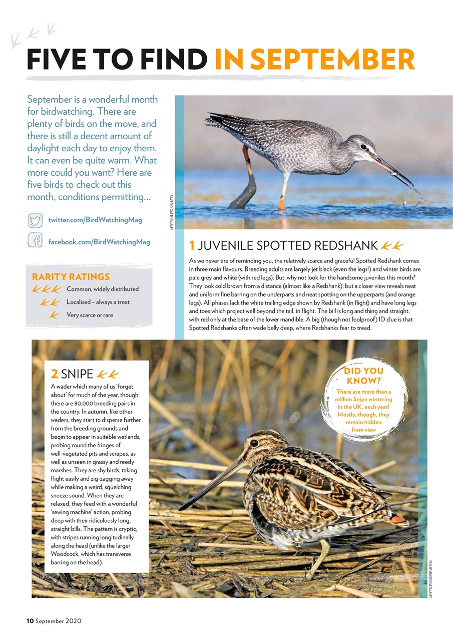 Bird Watching Preview Pages