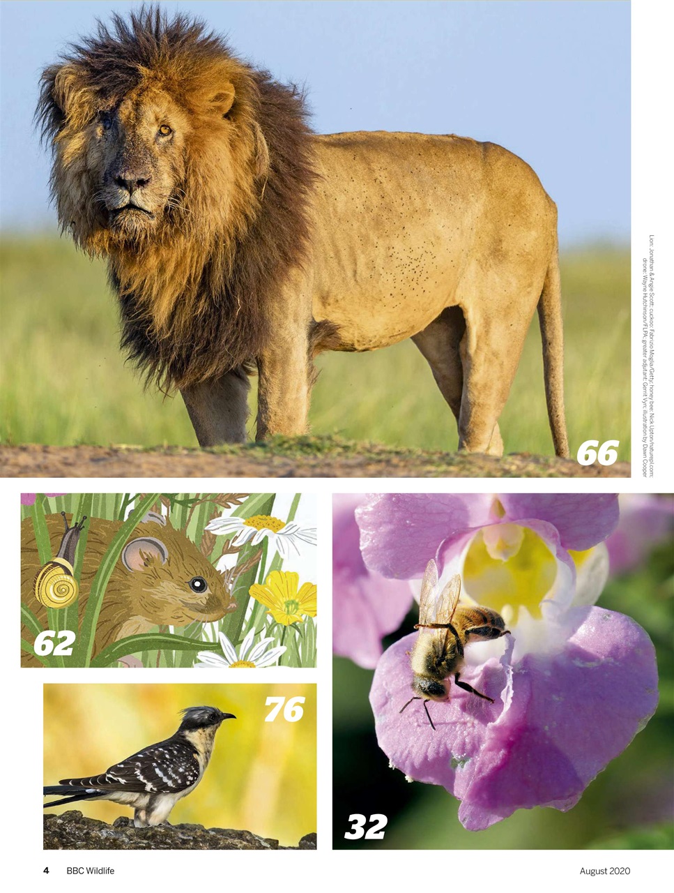 BBC Wildlife Magazine Preview Pages