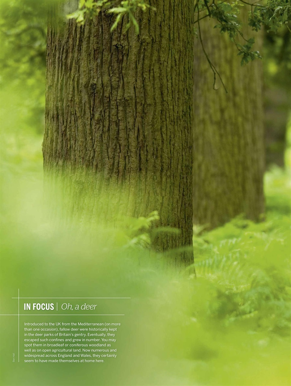 BBC Wildlife Magazine Preview Pages