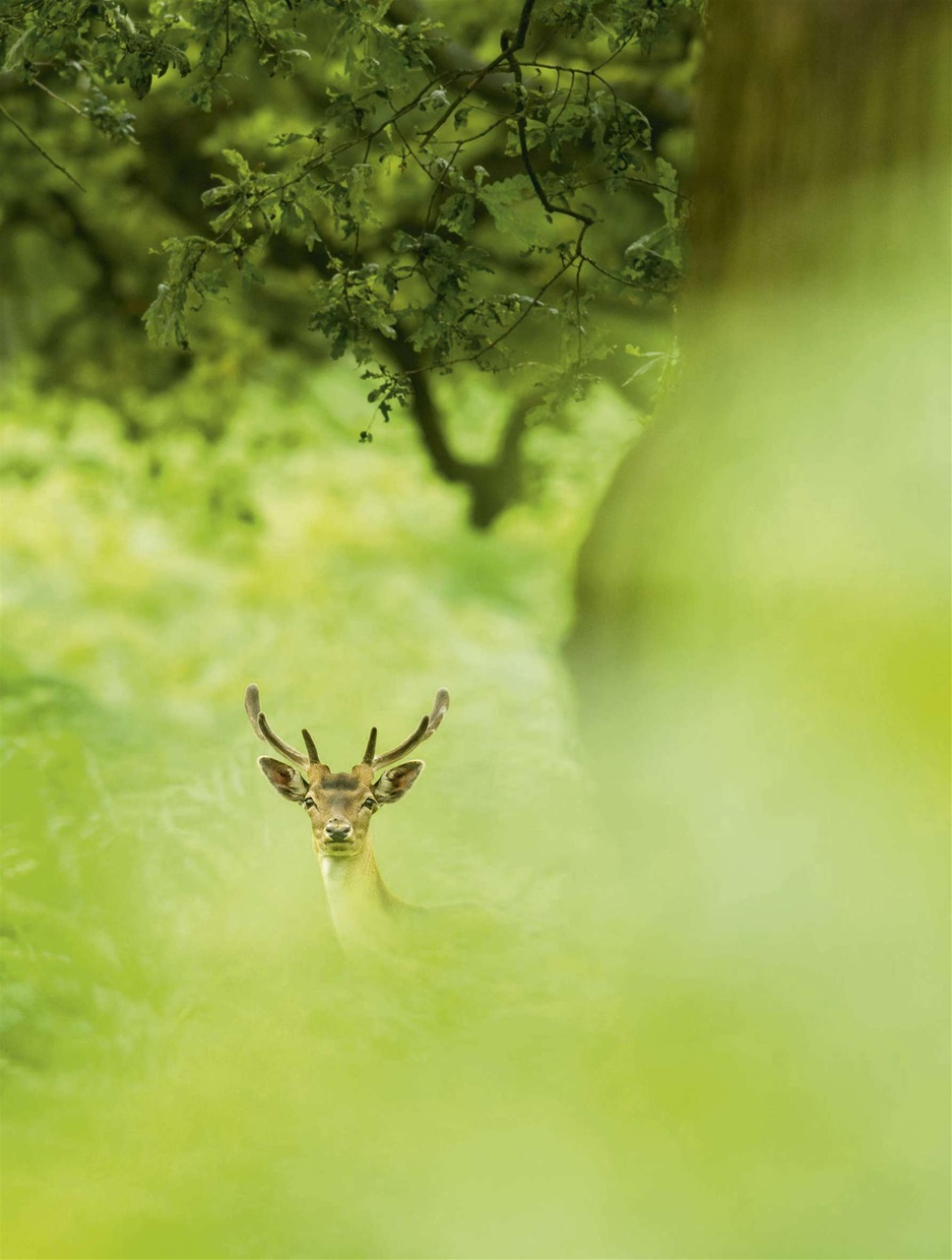 BBC Wildlife Magazine Preview Pages