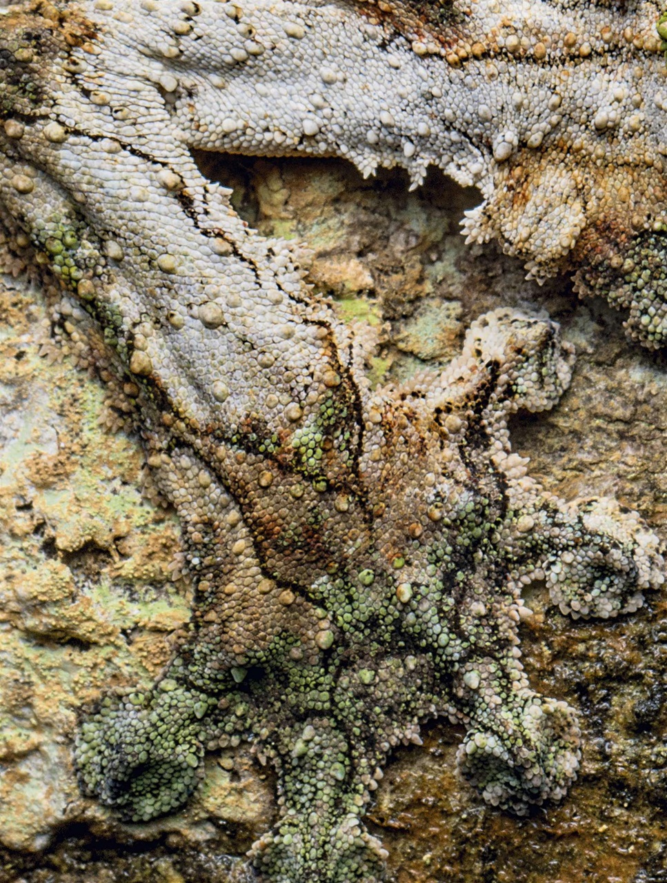 BBC Wildlife Magazine Preview Pages