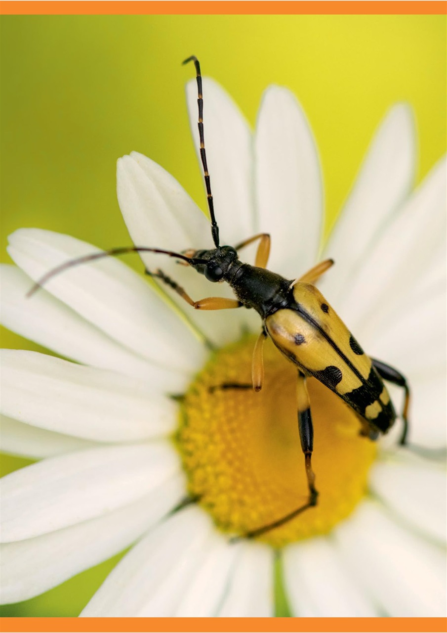 Digital SLR Photography Preview Pages