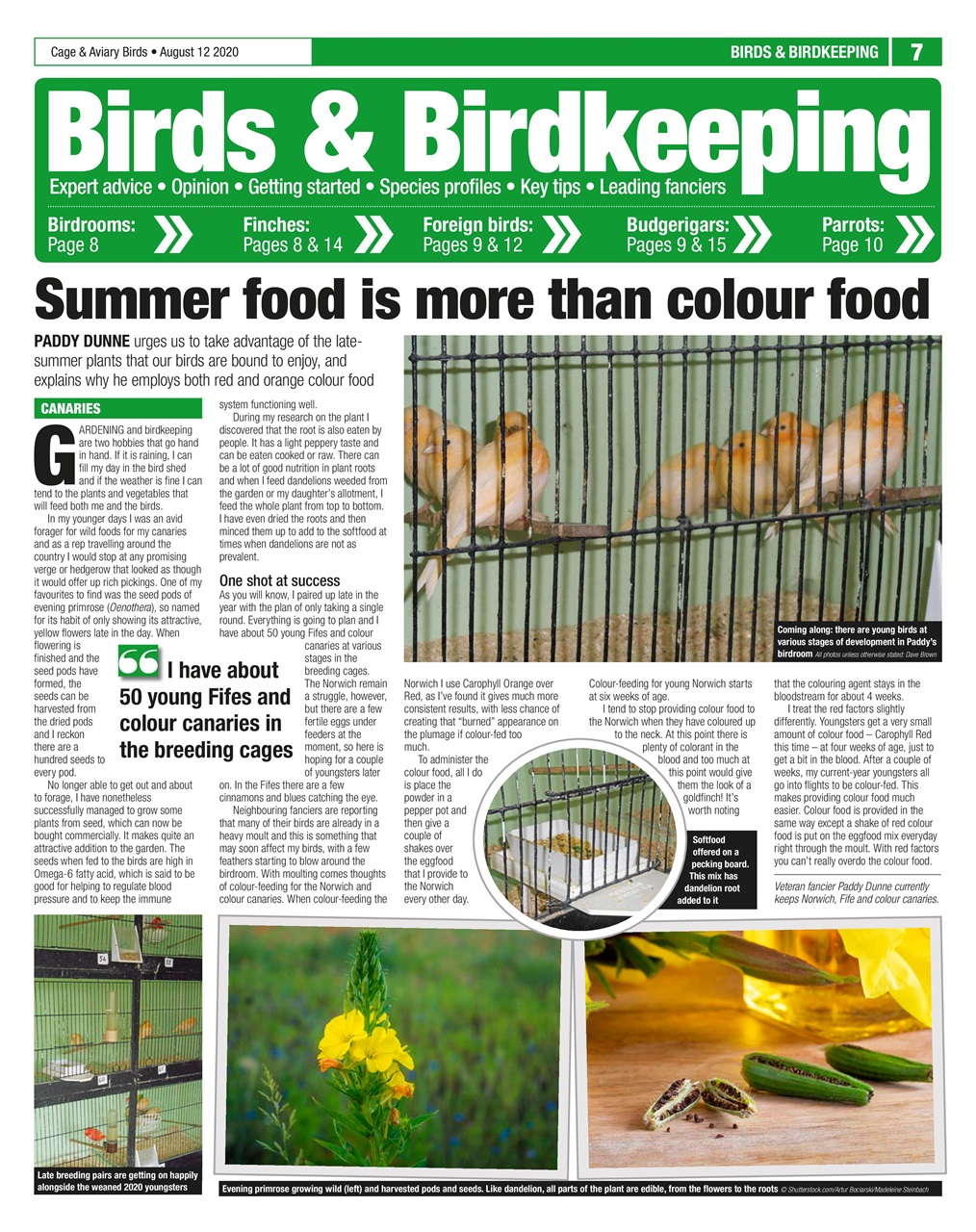 Cage & Aviary Birds Preview Pages