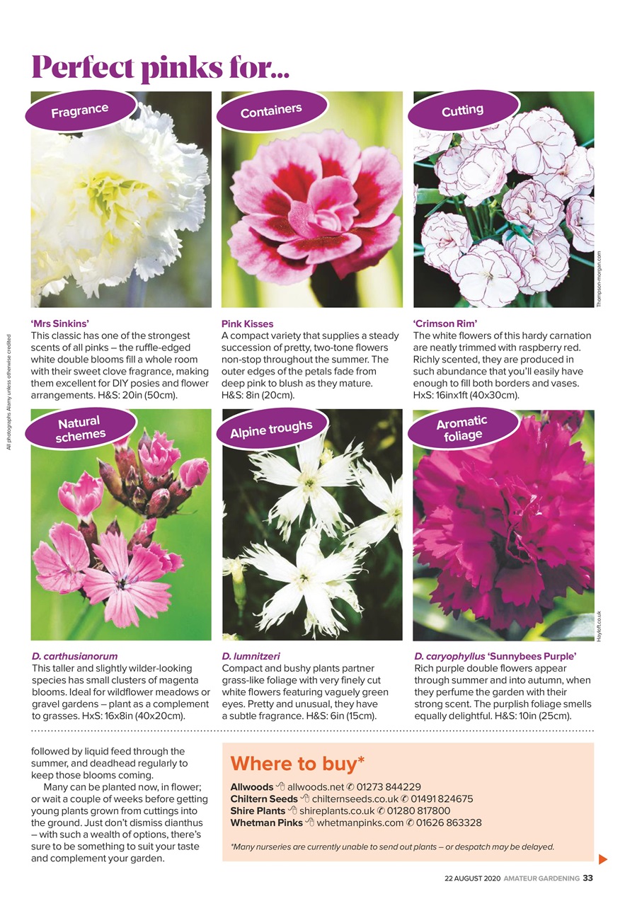 Amateur Gardening Preview Pages