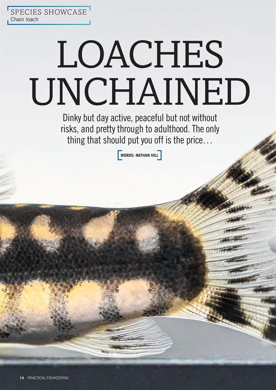 Practical Fishkeeping Preview Pages