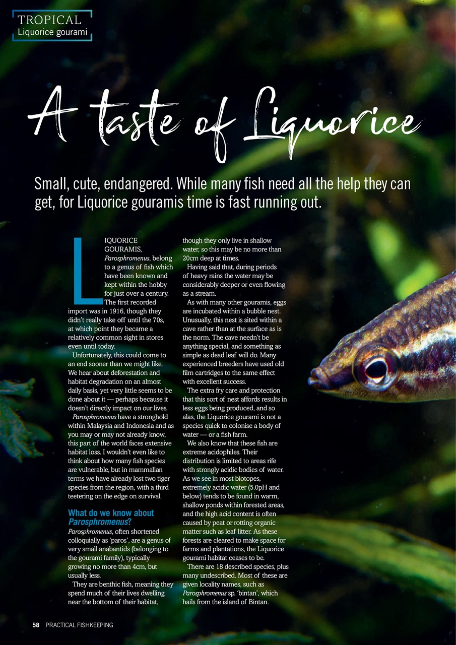 Practical Fishkeeping Preview Pages