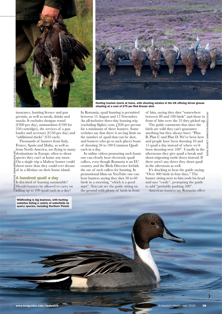 Birdwatch Magazine Preview Pages