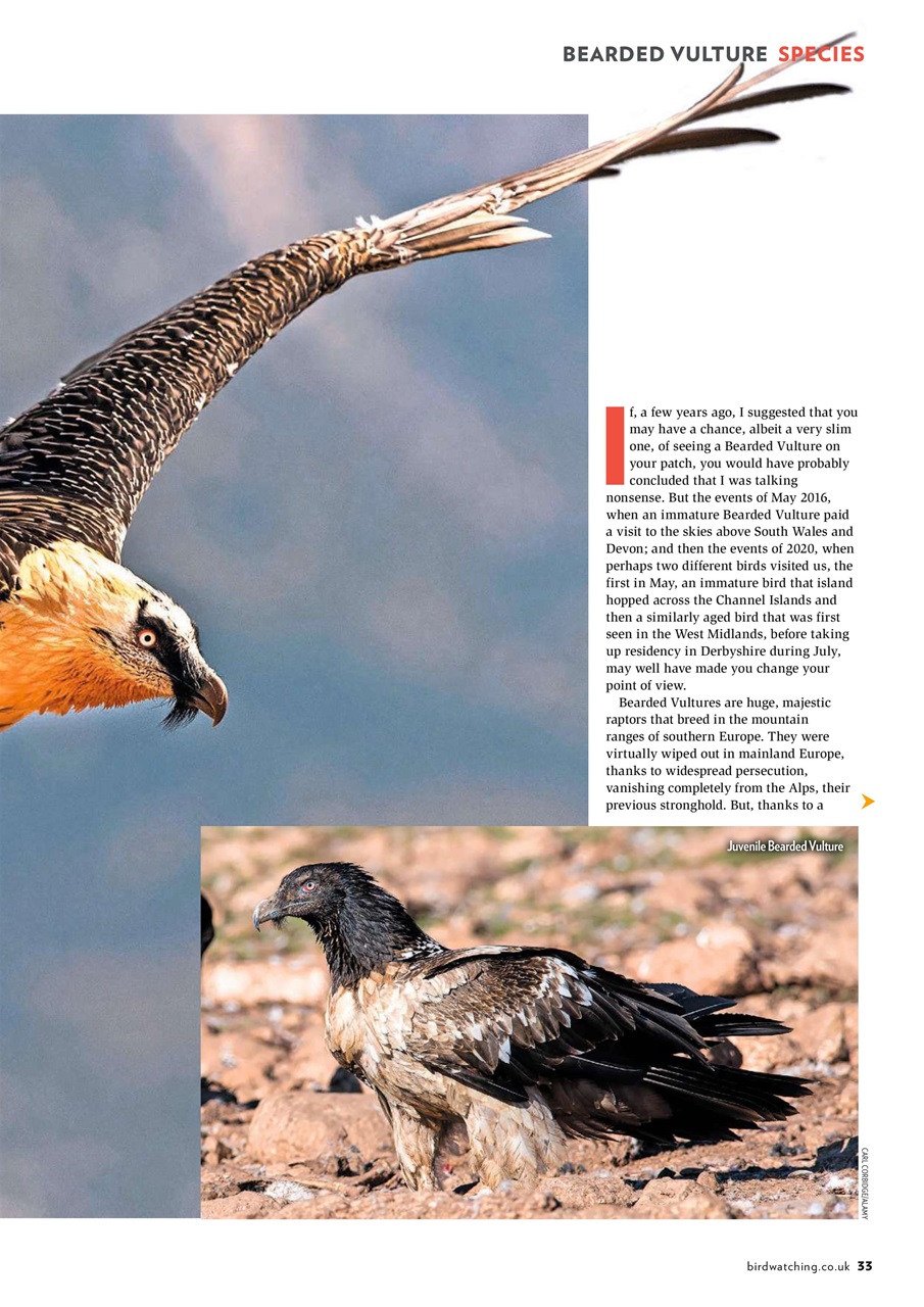 Bird Watching Preview Pages