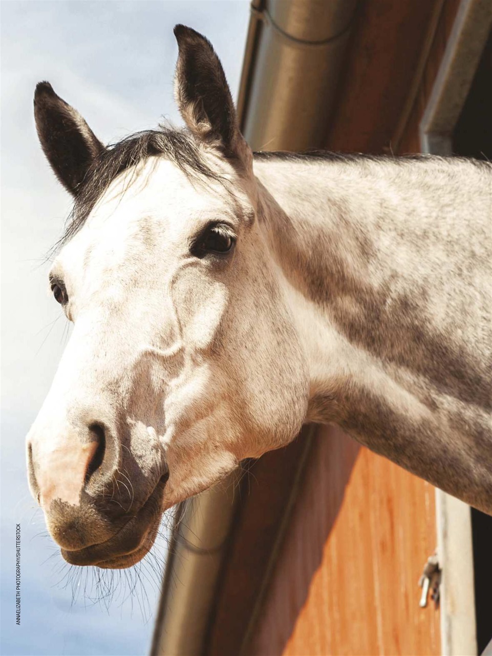 Horse Illustrated Magazine Preview Pages