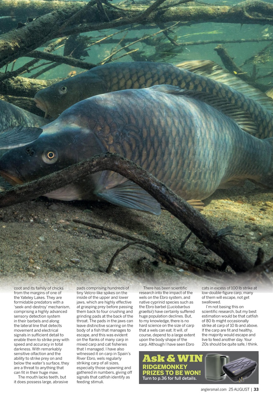 Anglers Mail Preview Pages