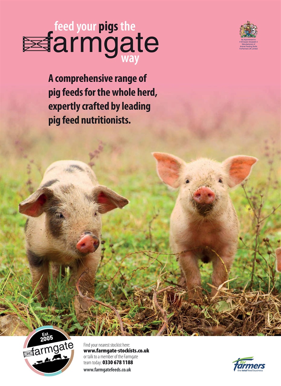 Practical Pigs Preview Pages