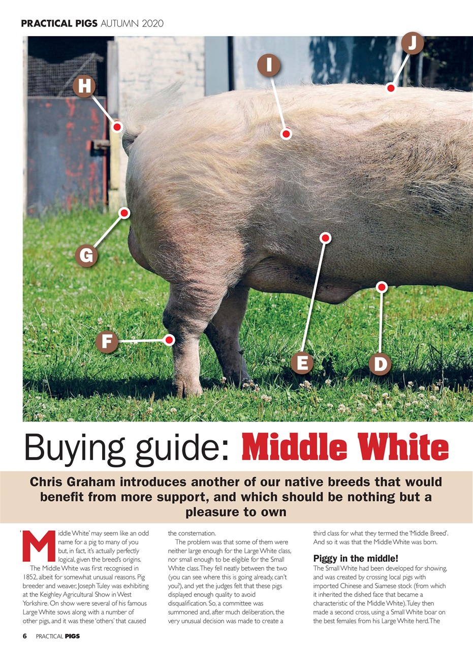 Practical Pigs Preview Pages