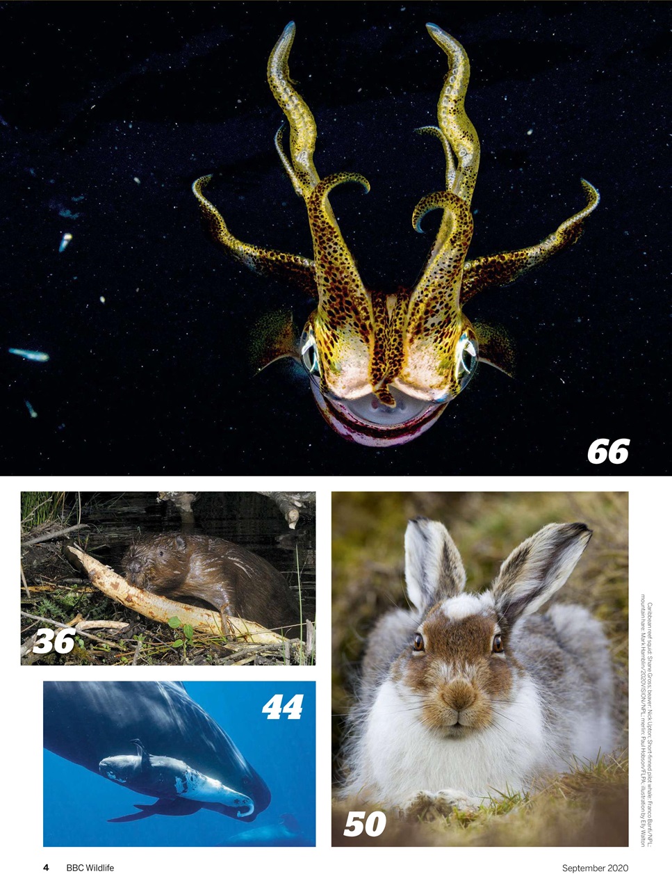 BBC Wildlife Magazine Preview Pages