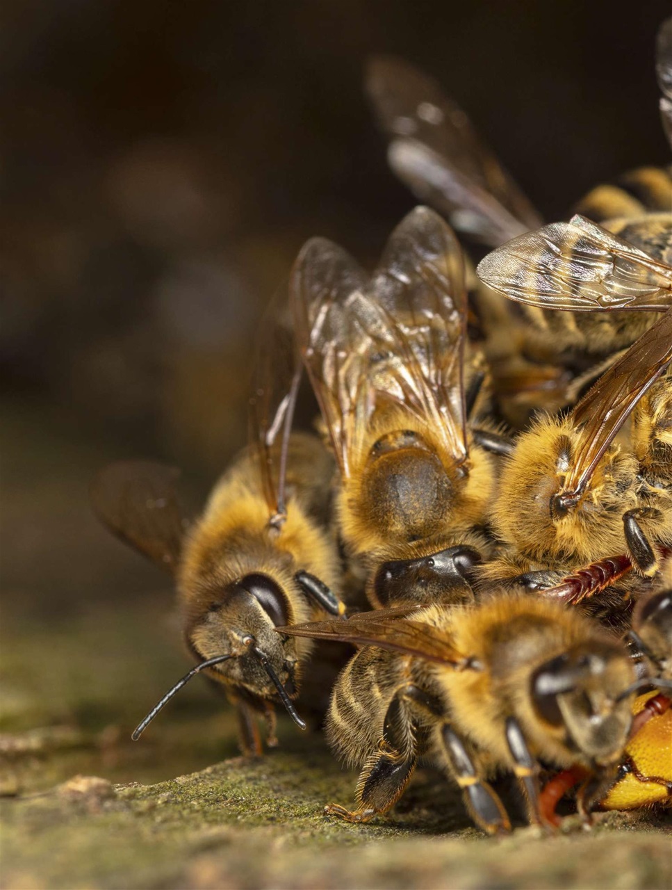 BBC Wildlife Magazine Preview Pages