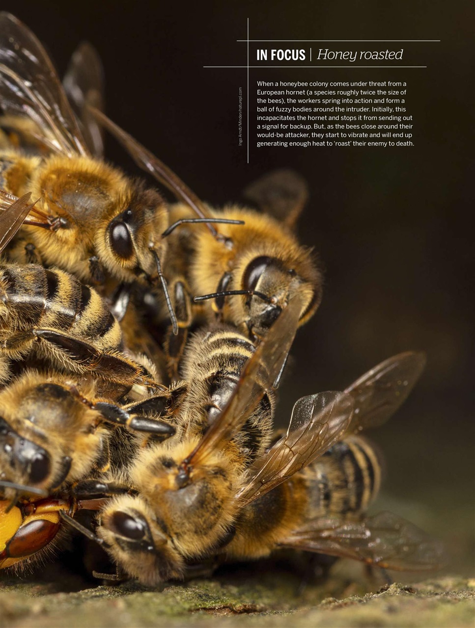 BBC Wildlife Magazine Preview Pages