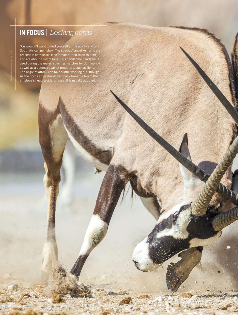 BBC Wildlife Magazine Preview Pages