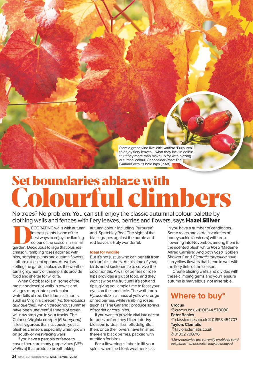 Amateur Gardening Preview Pages