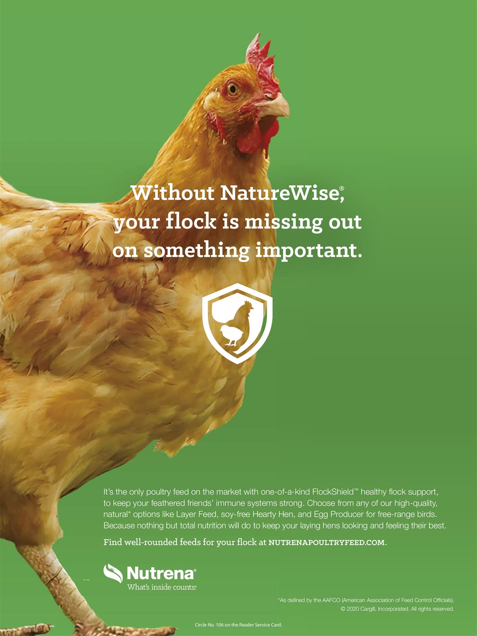 Chickens Magazine Preview Pages