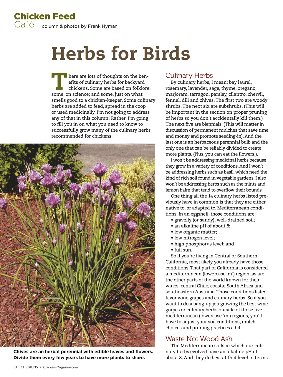 Chickens Magazine Preview Pages