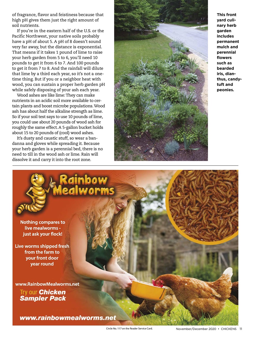 Chickens Magazine Preview Pages