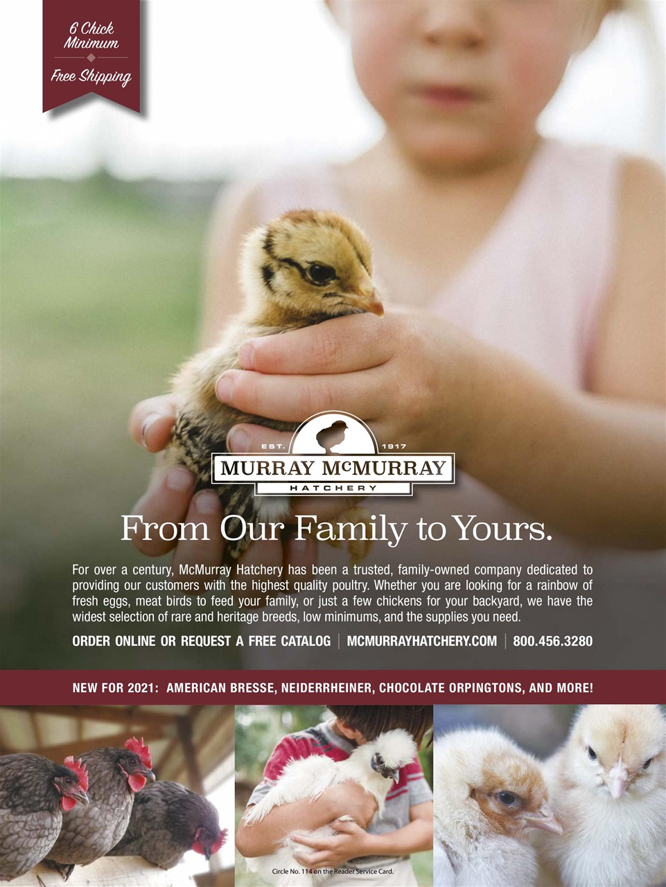 Chickens Magazine Preview Pages