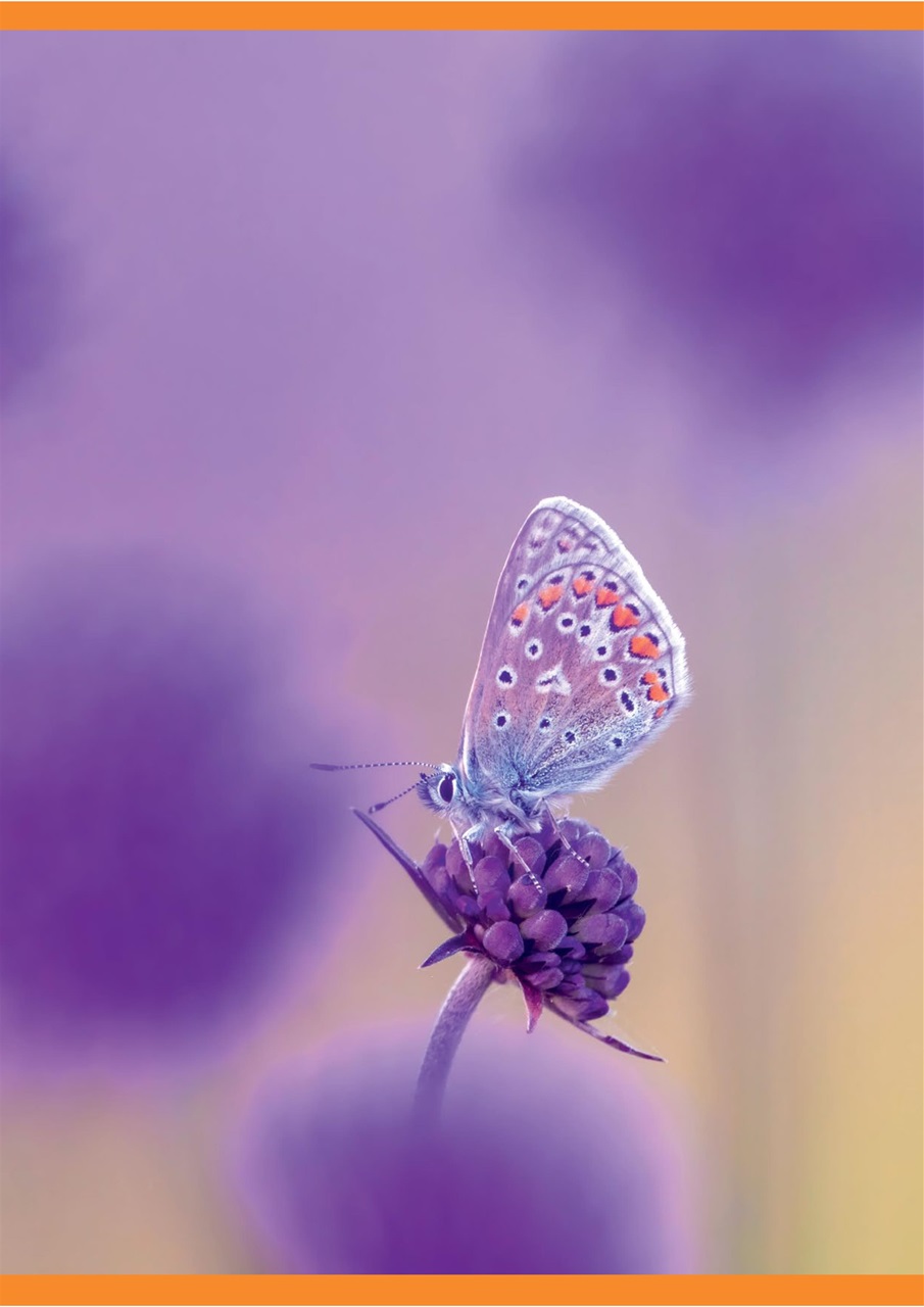 Digital SLR Photography Preview Pages