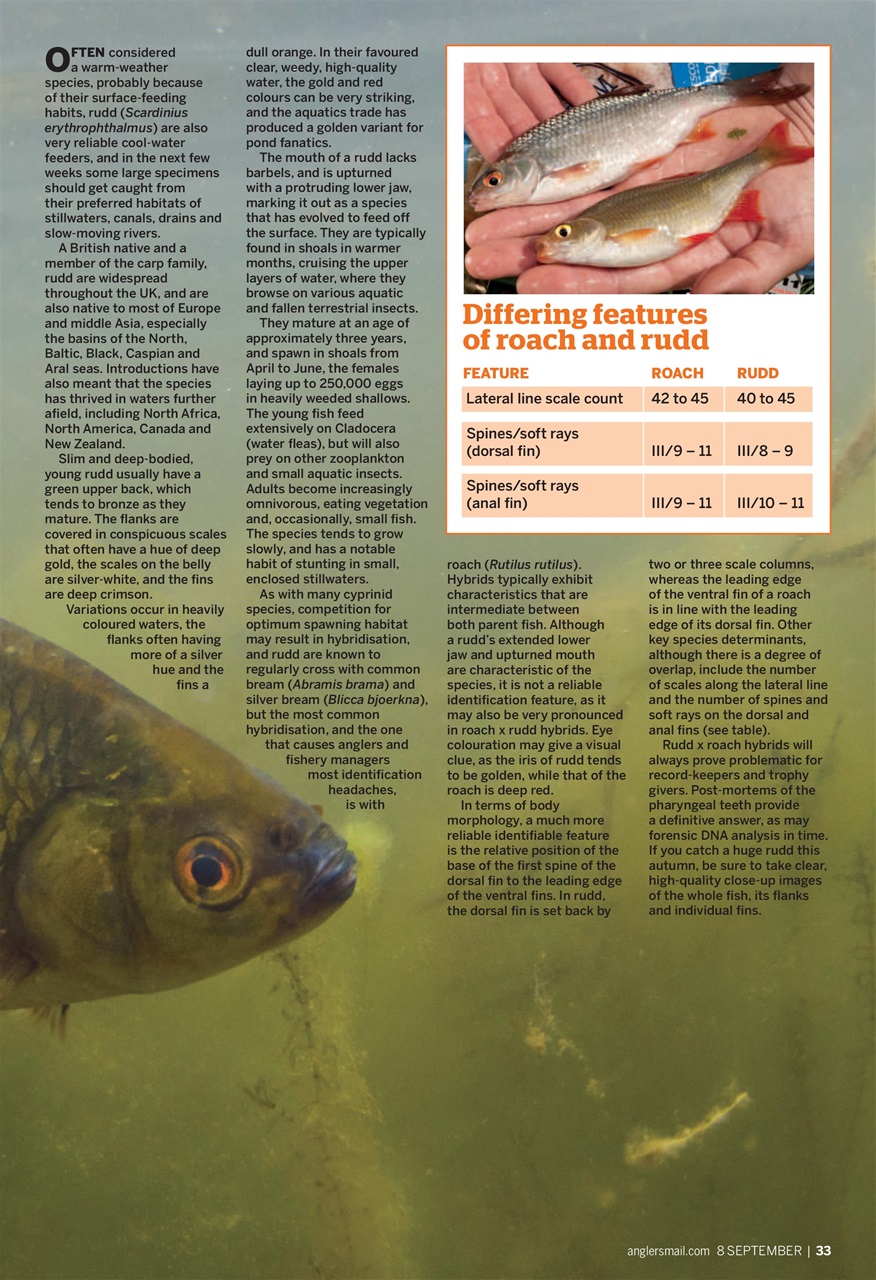 Anglers Mail Preview Pages