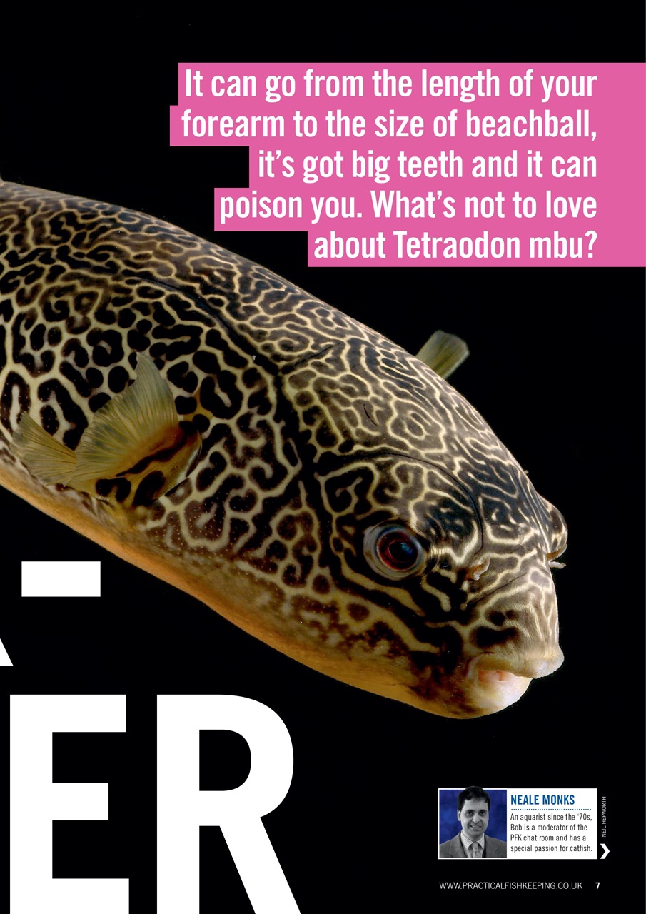 Practical Fishkeeping Preview Pages