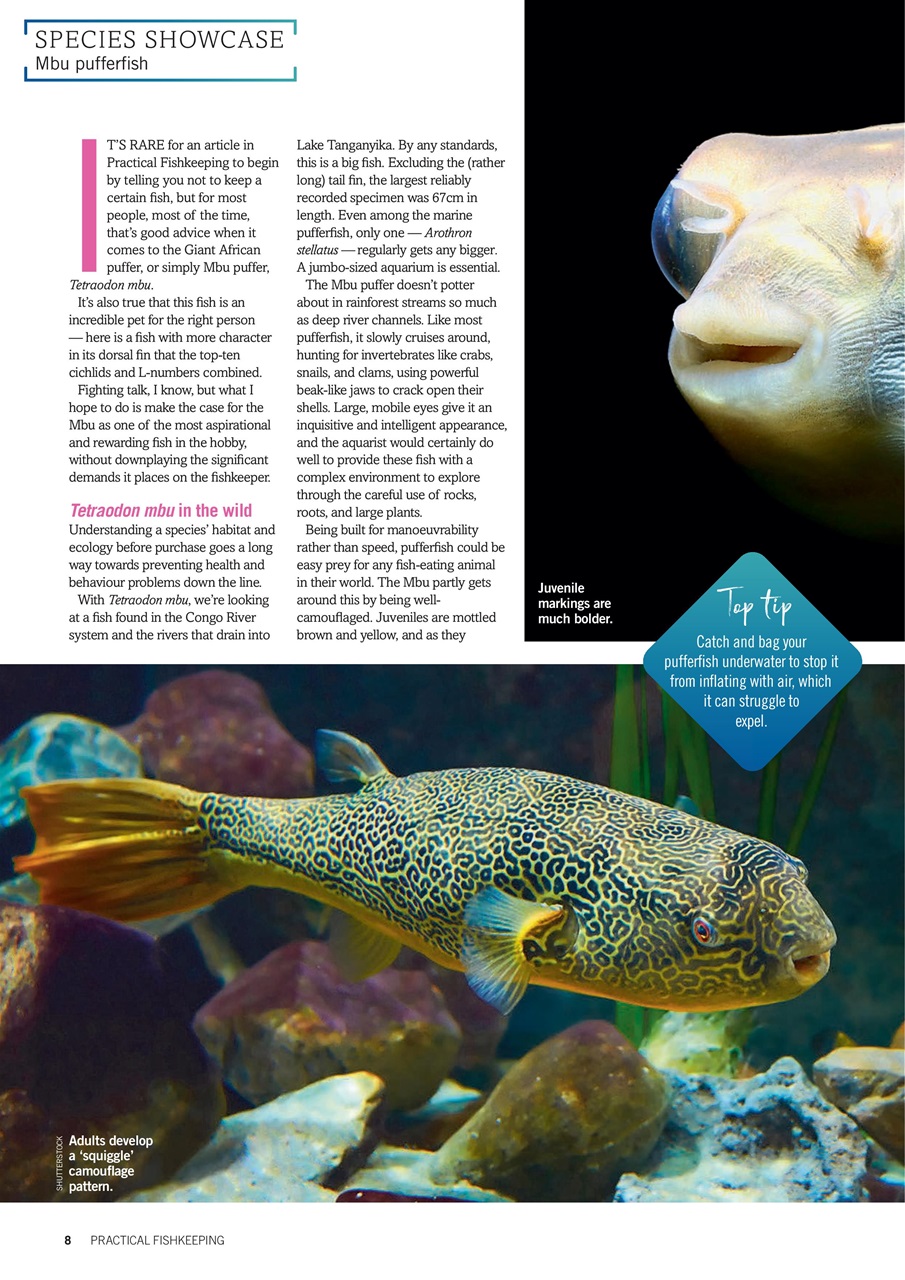 Practical Fishkeeping Preview Pages