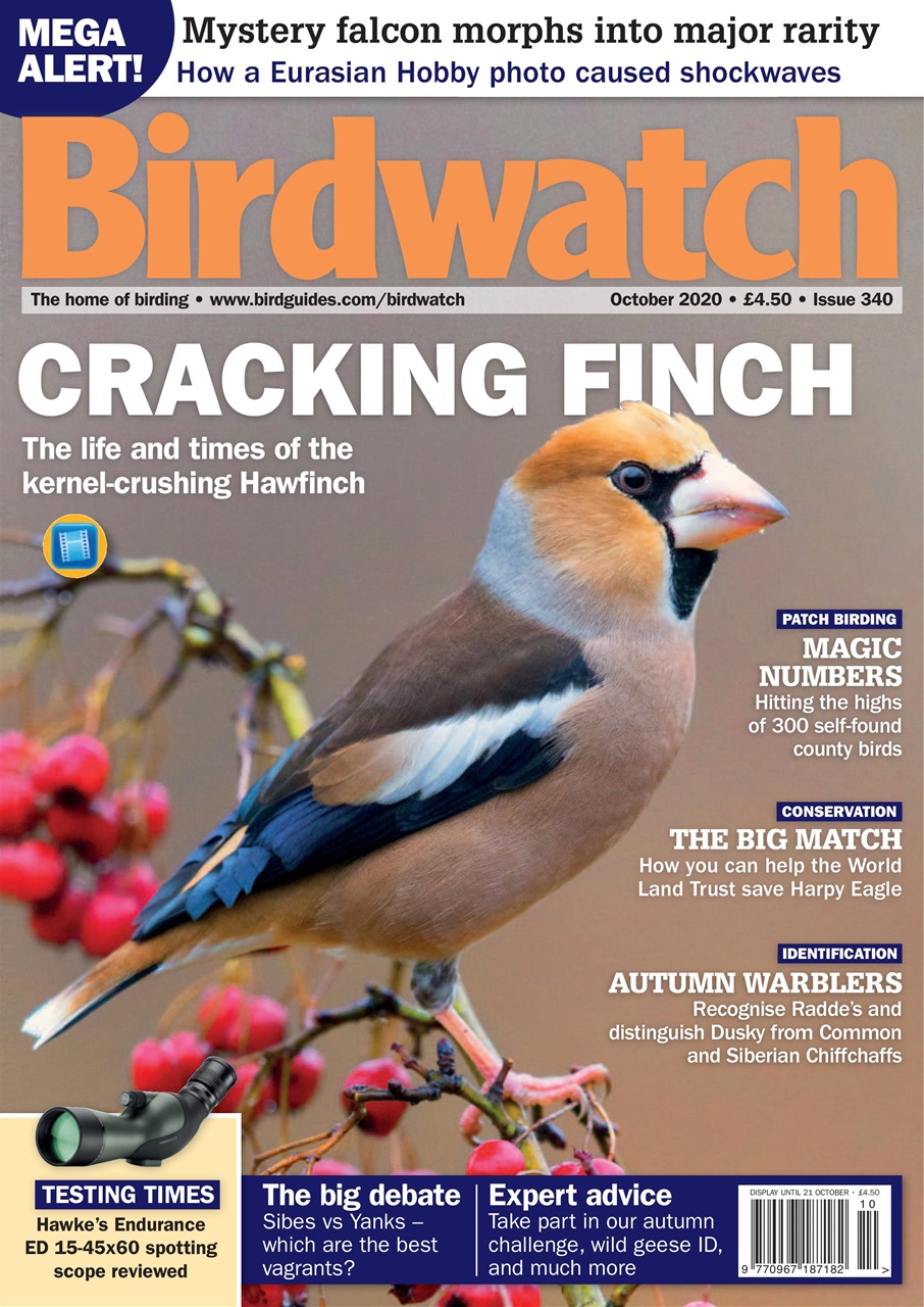 Birdwatch Magazine Preview Pages