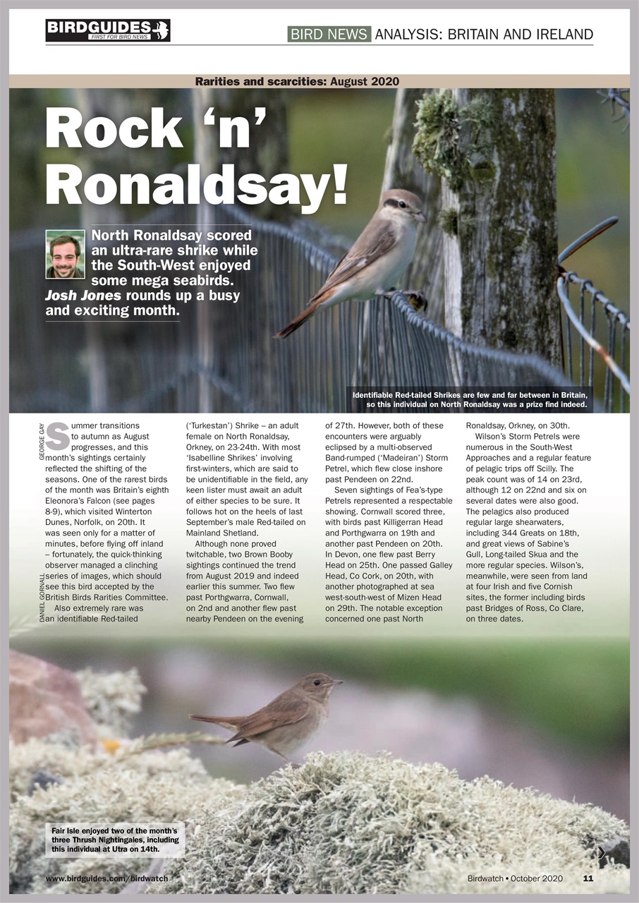 Birdwatch Magazine Preview Pages