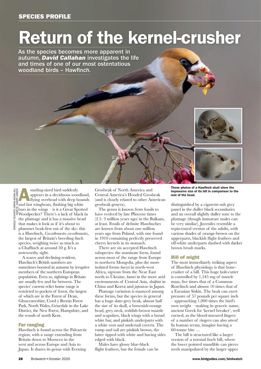Birdwatch Magazine Preview Pages