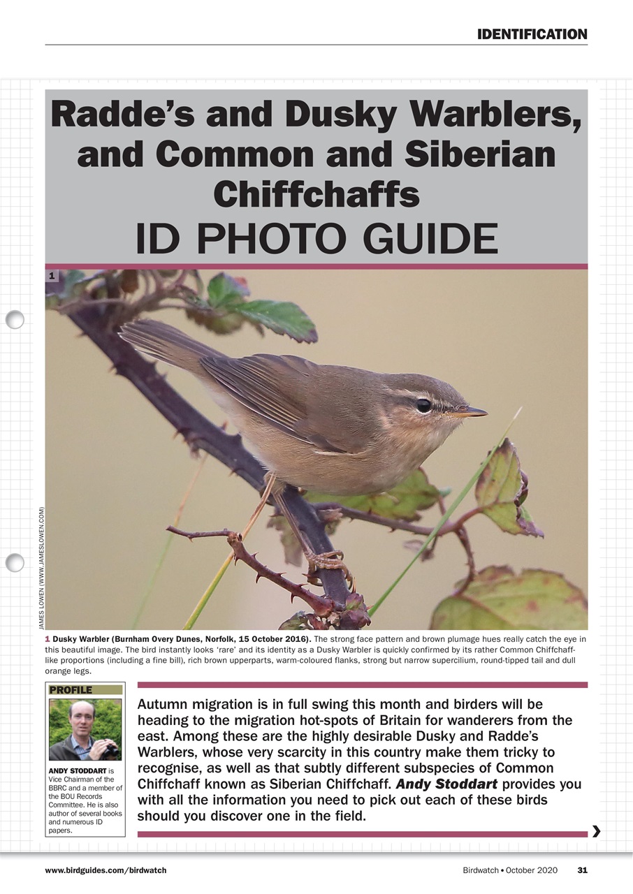 Birdwatch Magazine Preview Pages