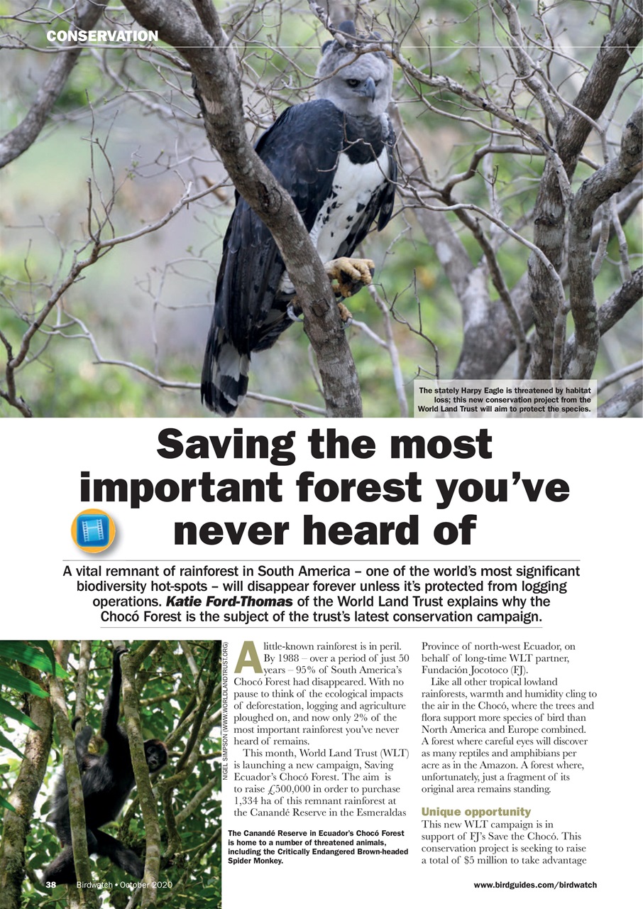 Birdwatch Magazine Preview Pages