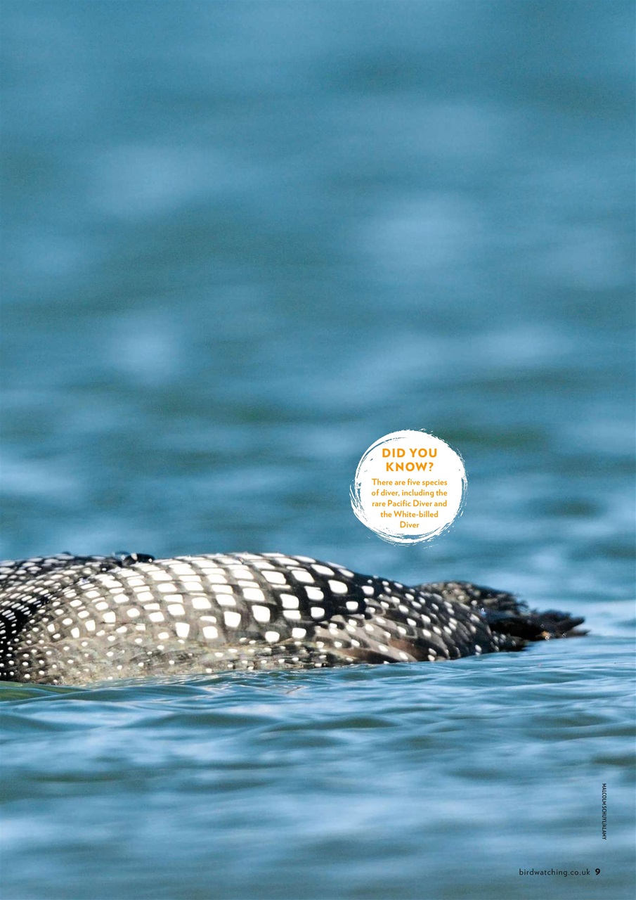 Bird Watching Preview Pages