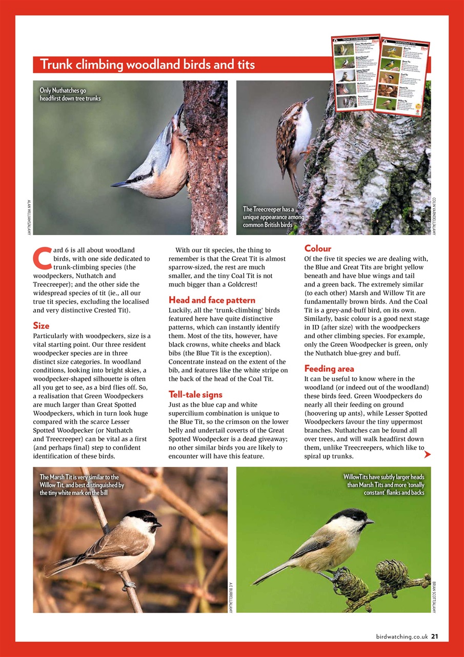 Bird Watching Preview Pages