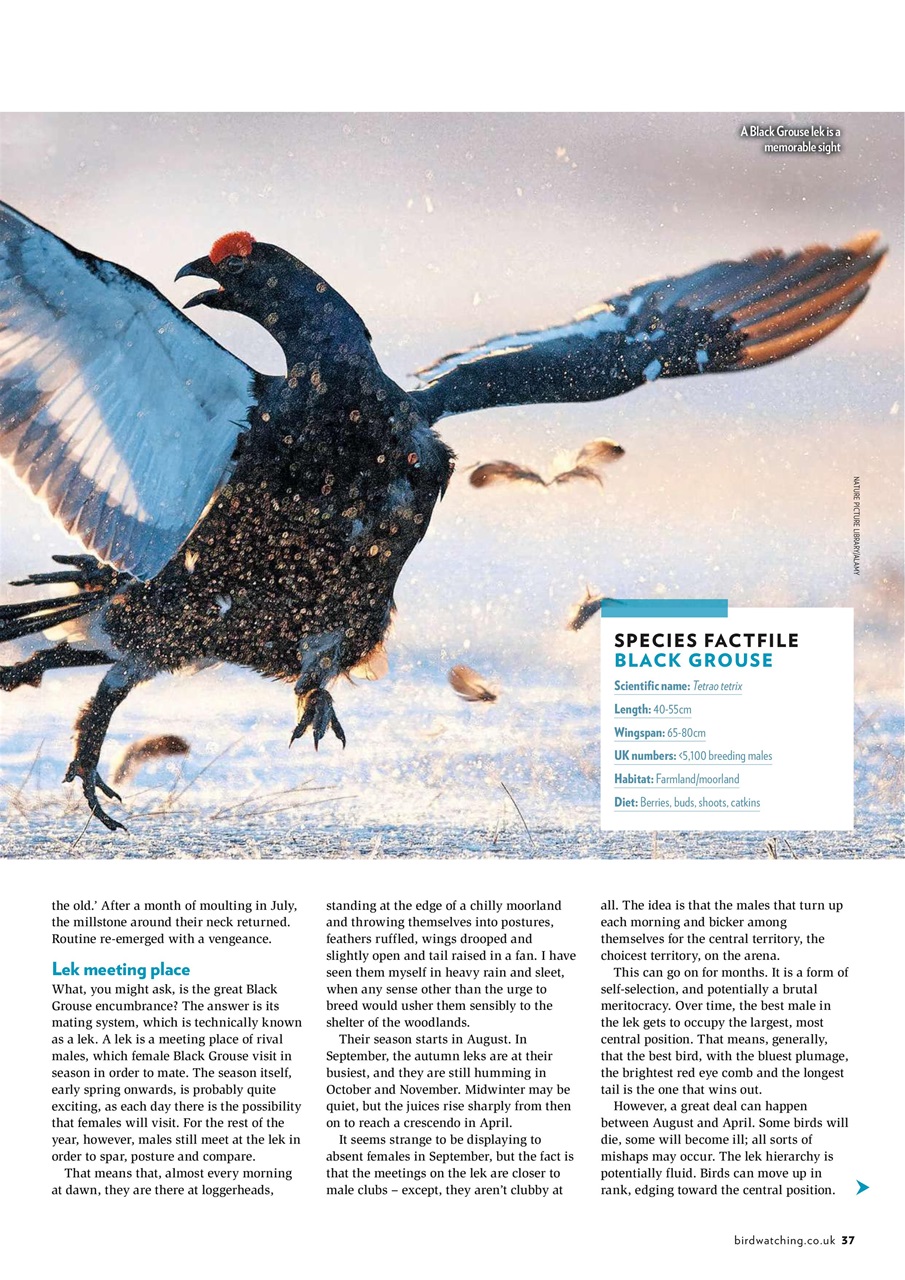 Bird Watching Preview Pages