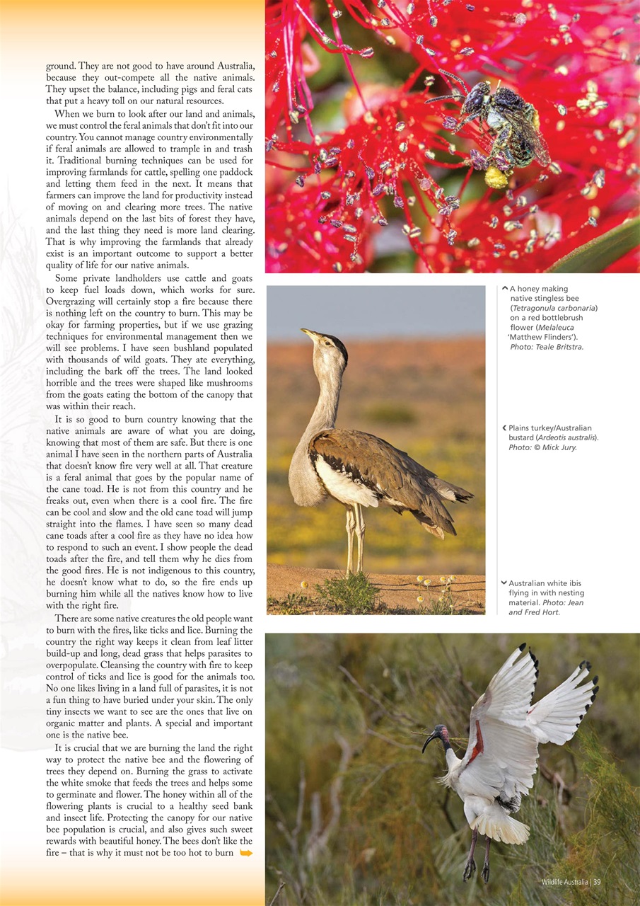 Wildlife Australia Preview Pages