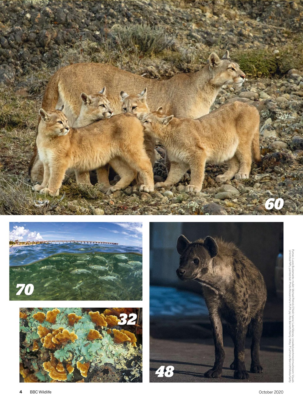 BBC Wildlife Magazine Preview Pages