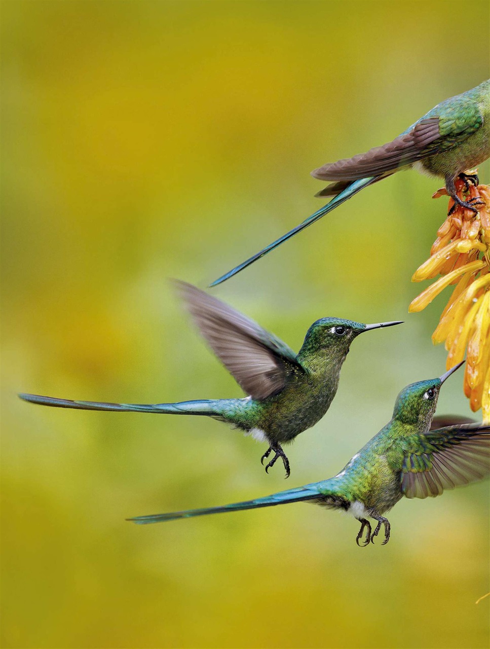 BBC Wildlife Magazine Preview Pages