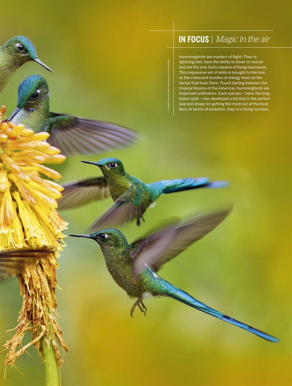 BBC Wildlife Magazine Preview Pages