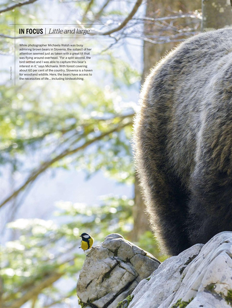 BBC Wildlife Magazine Preview Pages