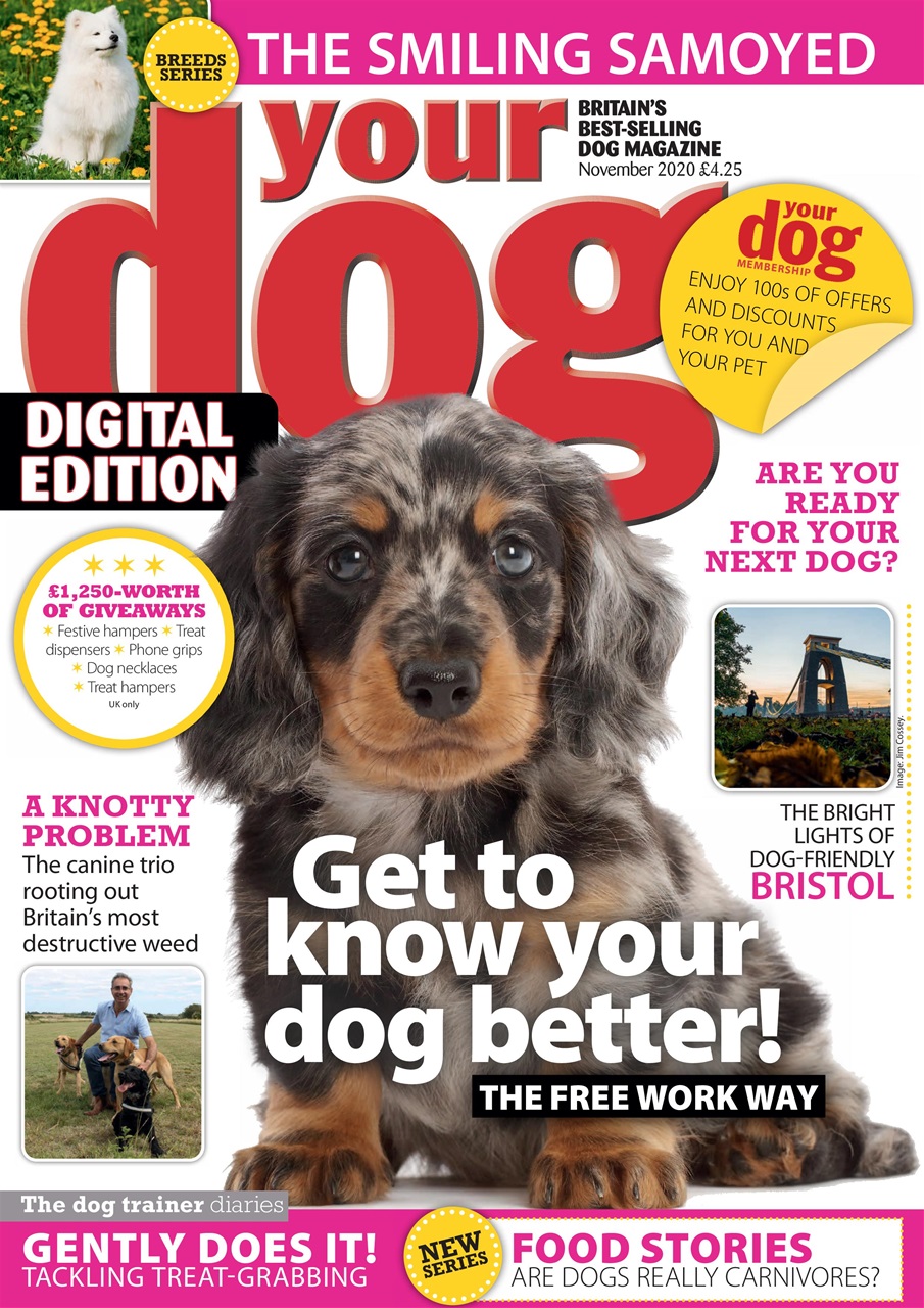 Your Dog Preview Pages