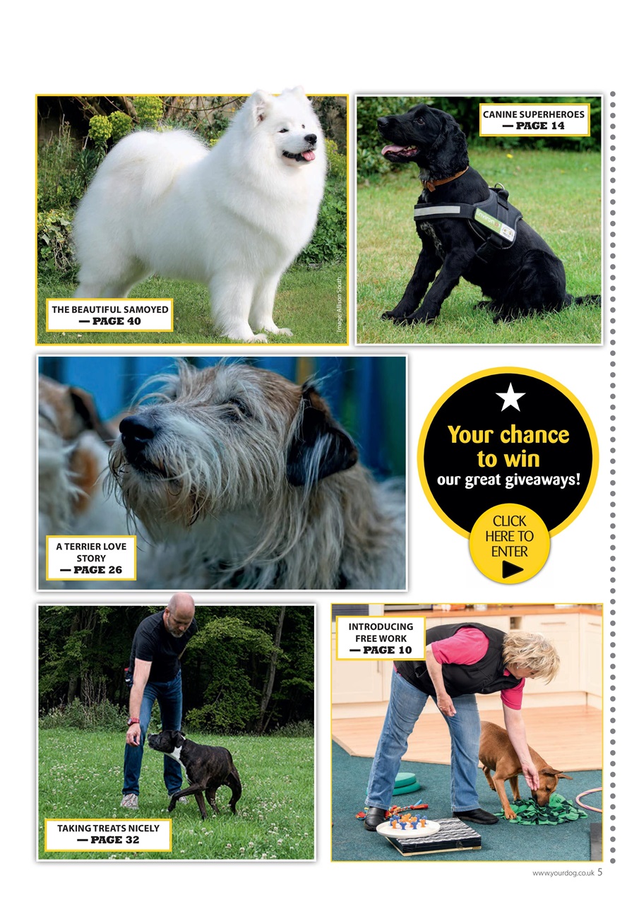 Your Dog Preview Pages