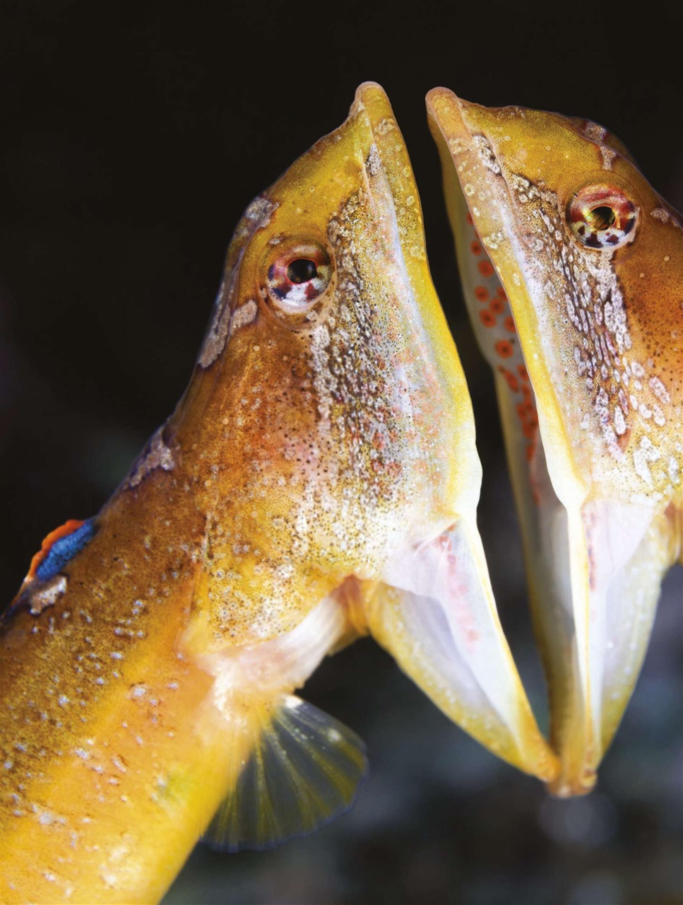 BBC Science Focus Magazine Preview Pages