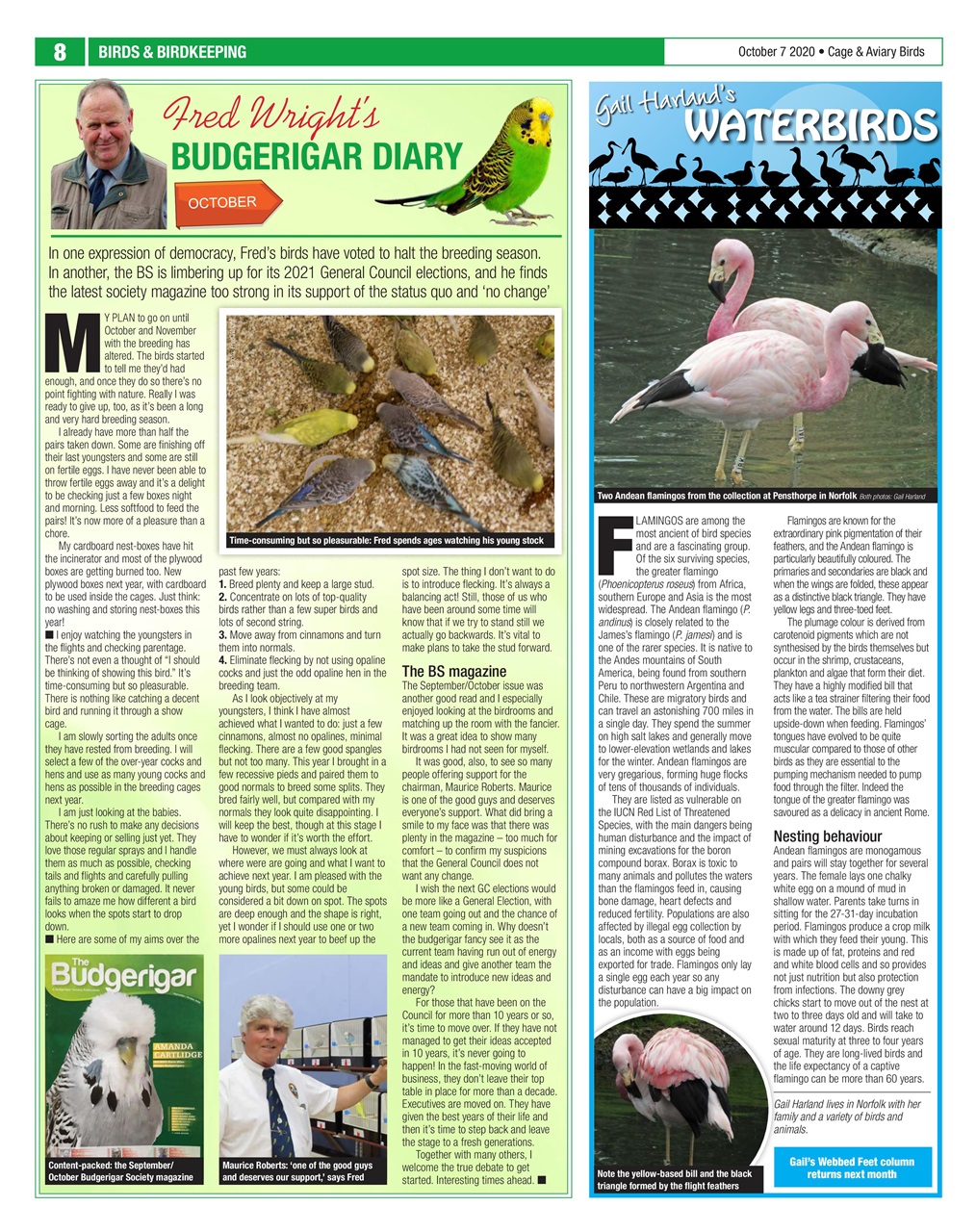 Cage & Aviary Birds Preview Pages