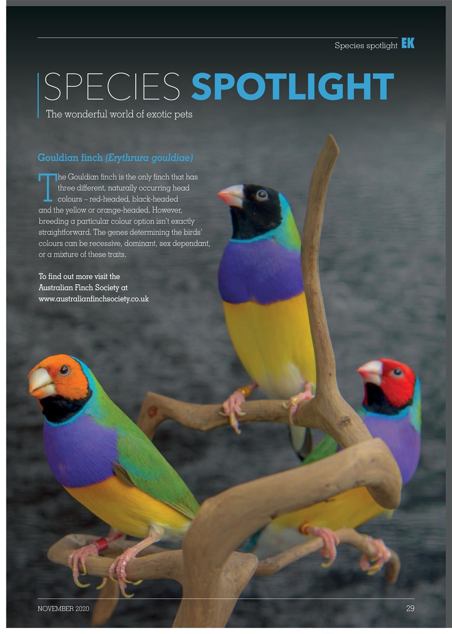 Exotics Keeper Preview Pages