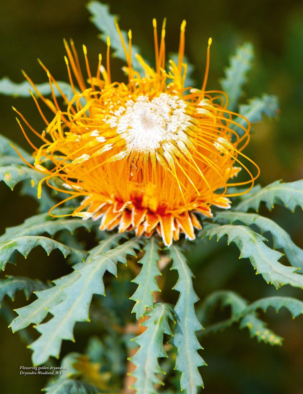 OUTBACK Magazine Preview Pages