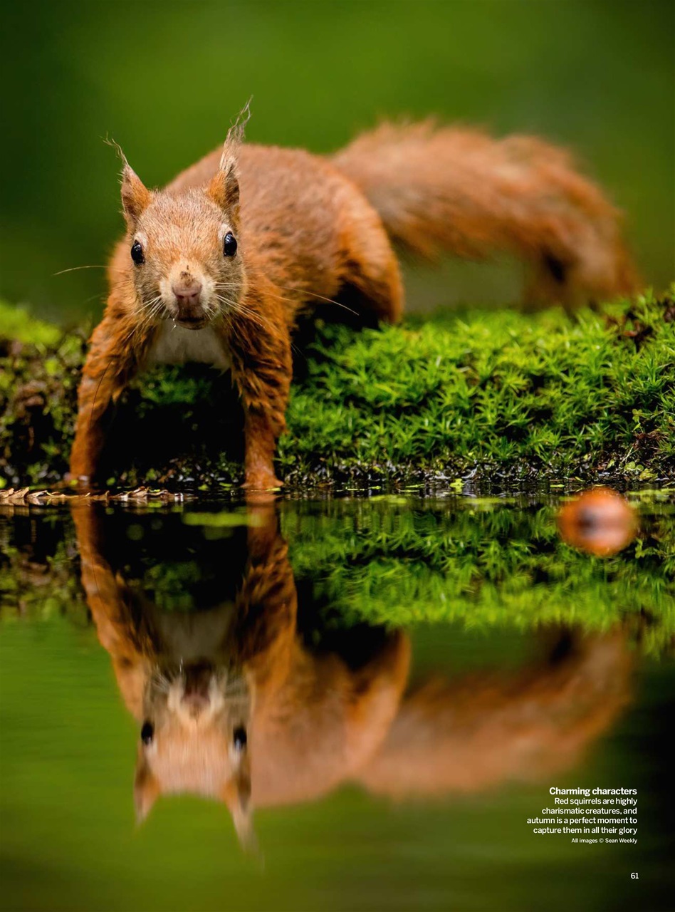 Digital Photographer Preview Pages