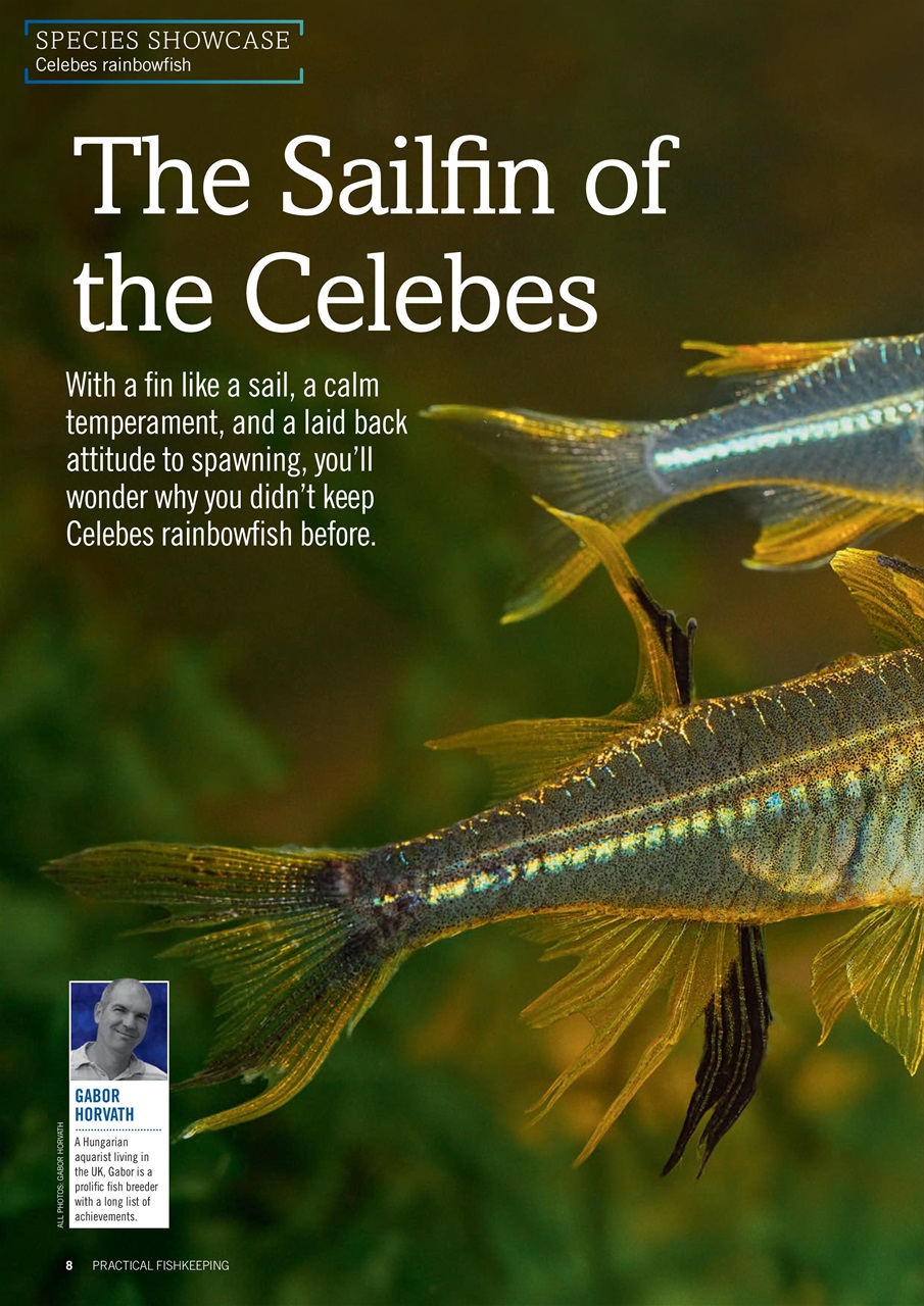 Practical Fishkeeping Preview Pages